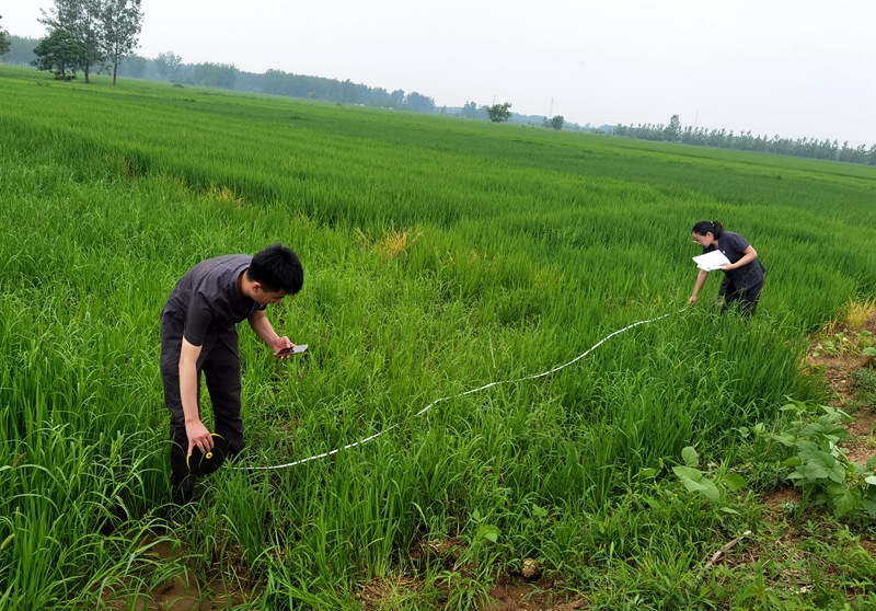 7月27日 新沂法院馬陵山法庭田間地頭巡回審理土地承包糾紛案，庭審前，法官王雪蓮前往爭(zhēng)議地塊現(xiàn)場(chǎng)調(diào)查，組織雙方當(dāng)事人就爭(zhēng)議地塊的位置分別進(jìn)行確認(rèn)、測(cè)量記錄，便于充分了解爭(zhēng)議地塊現(xiàn)狀以及矛盾糾紛爭(zhēng)議點(diǎn)。.jpg